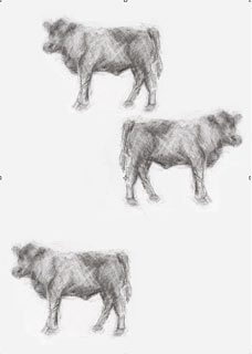 drawing by Melbourne artist Rebecca Jones